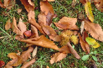 Castaño - Suelo (Castanea sativa)