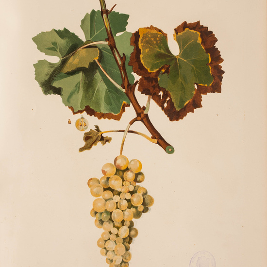 IES_CARDENALCISNEROS_BOTÁNICA_II_LÁMINAS_071