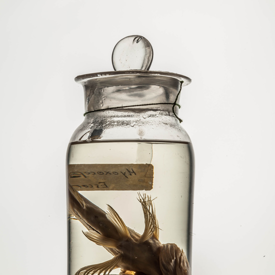 IES_CARDENALCISNEROS_CIENCIASNATURALES_114