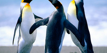 pingüinos bailando
