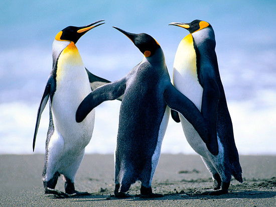 pingüinos bailando