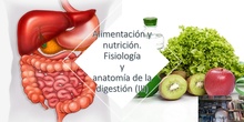 Tema 4 Alimentación y nutrición. Fisiología y anatomía del aparato digestivo (III))