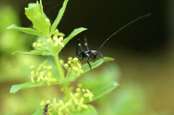 Grillo de matorral (Tettigoniidae fam.)