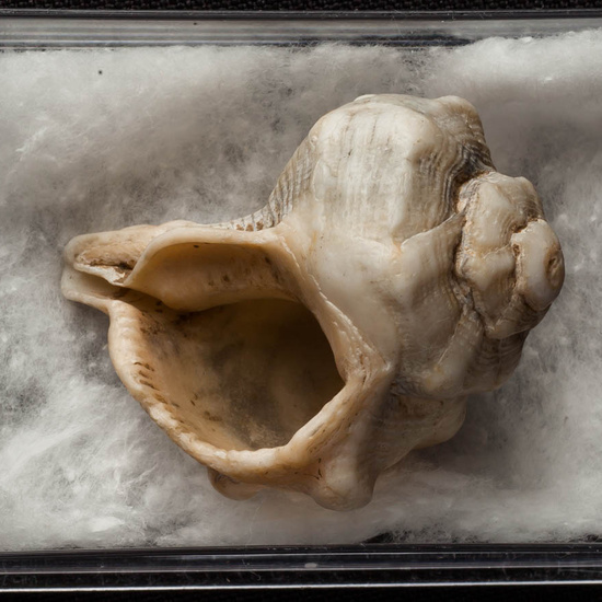 IES_ISABELLACATOLICA_BIOLOGIA_258