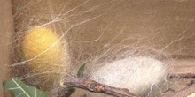 Mariposa de la seda - Crisálida  (Bombyx mori)