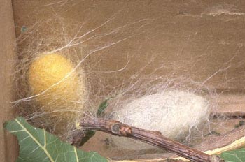 Mariposa de la seda - Crisálida  (Bombyx mori)