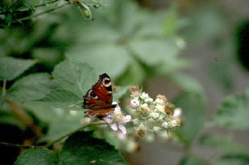 Pavo real (Inachis io)