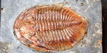 Nobiliasaphus hammanni (Trilobites) Ordovícico