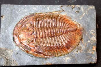 Nobiliasaphus hammanni (Trilobites) Ordovícico