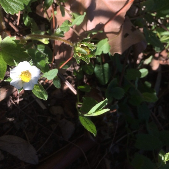 2020_05_07_El huerto en abril_CEIP FDLR_Las Rozas 2