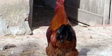 Gallo de corral