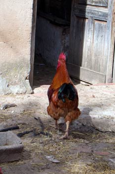 Gallo de corral