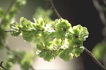 Olmo común - Frutos (Ulmus minor)