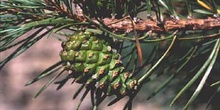 Pino silvestre - Piñas (Pinus sylvestris)