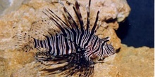 Pez escorpion (Pterois volitans)