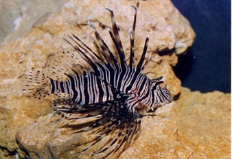 Pez escorpion (Pterois volitans)