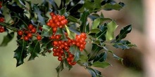 Acebo - Fruto (Ilex aquifolium)