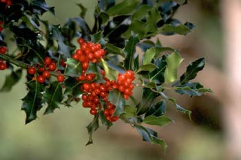 Acebo - Fruto (Ilex aquifolium)