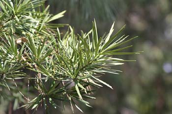 Podocarpo (Podocarpus macrophyllus)