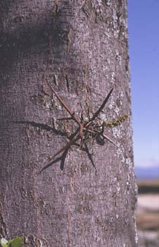 Acacia de tres espinas - Tronco (Gleditsia triacanthos)