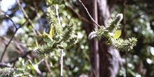 Sauce cabruno - Flor fem. (Salix caprea)