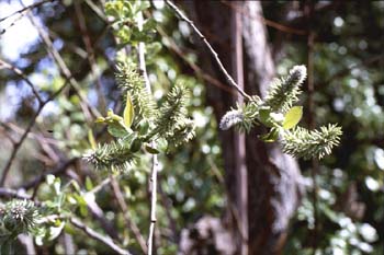 Sauce cabruno - Flor fem. (Salix caprea)