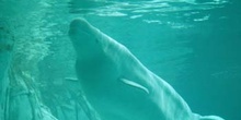 Beluga (Delphinapterus leucas)