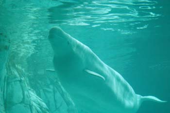 Beluga (Delphinapterus leucas)