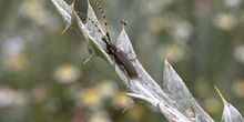 Longicorno de los cardos (Agapanthia anularis)