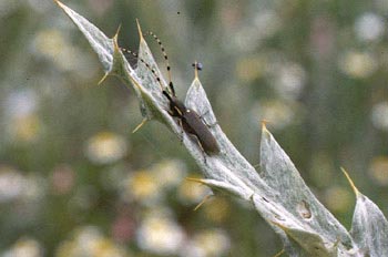 Longicorno de los cardos (Agapanthia anularis)