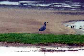 Pájaro Matuku Moana en la playa, Nueva Zelanda
