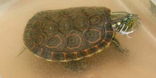 Tortuga pintada (Chrysemis picta)