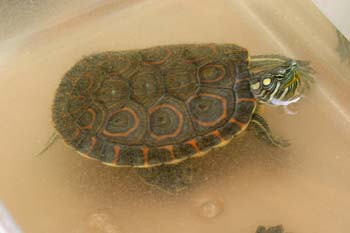 Tortuga pintada (Chrysemis picta)