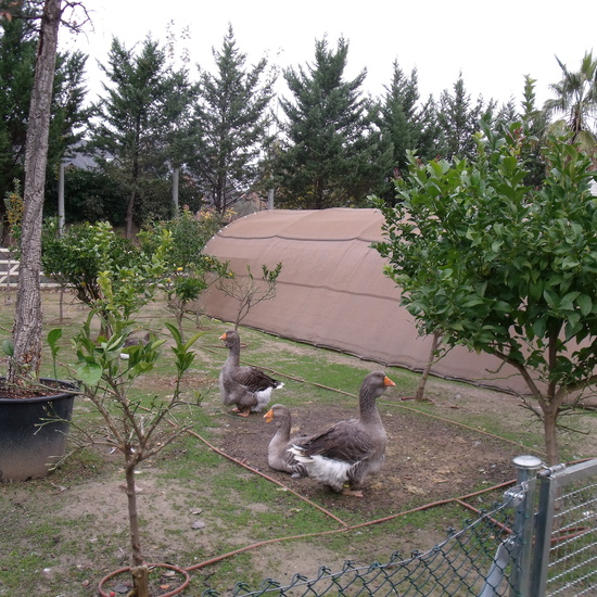 GRANJA DE LOS CUENTOS - ED.INFANTIL (Parte 2) 36