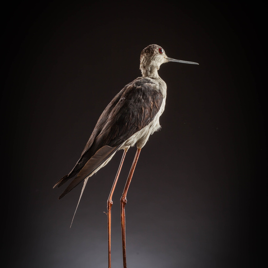 IES_SANISIDRO_MUSEO_Aves_118