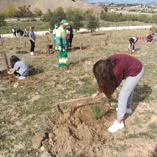 Plantación en el parque forestal de Valdebebas 2019 11