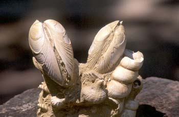 Callista itálica (Molusco Bivalvo) Mioceno