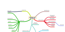 Mapa Mental función de nutrición