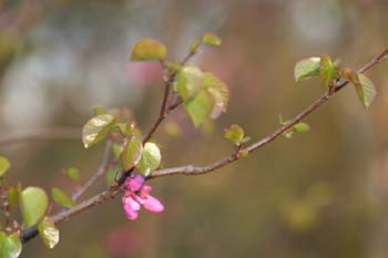 árbol del amor - Hoja (Cercis siliquastrum)