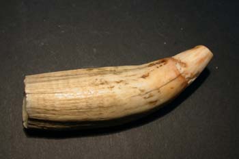 Cetáceo (Mamíferos) Holoceno