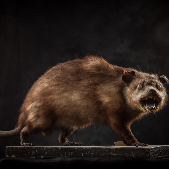 IES_SANISIDRO_BIOLOGIA_300