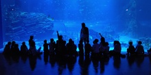 FOTOS AQUARIUM 3 21