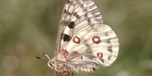Pavón diurno - Apolo (Parnassius apollo)