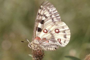Pavón diurno - Apolo (Parnassius apollo)