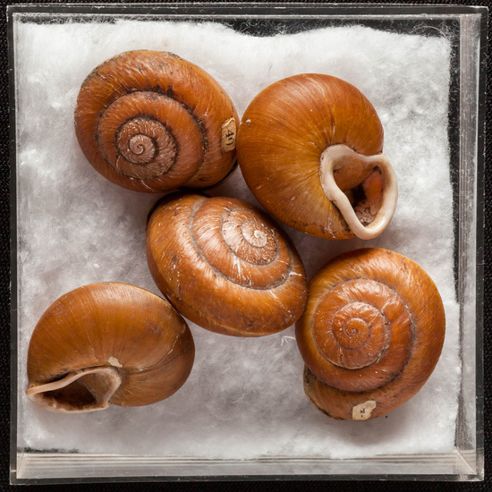 IES_ISABELLACATOLICA_BIOLOGIA_343