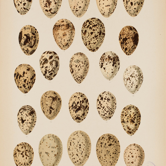 IES_CARDENALCISNEROS_AVES_LAMINAS_115