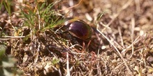 Trypocopris pyrenaeus coruscans