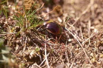 Trypocopris pyrenaeus coruscans