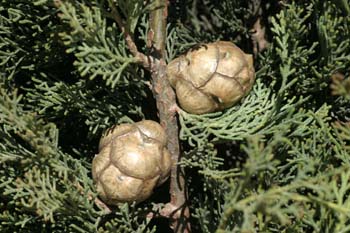 Ciprés - Piñas (Cupressus sempervivens)