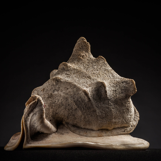 IES_CARDENALCISNEROS_CONCHAS_034